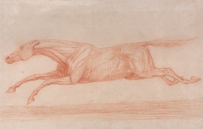 Studio di un cavallo da corsa in azione - Galoppando a sinistra, uno studio semi-anatomico, con la pelle scorticata per mostra... da George Stubbs